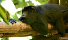 Foto de la galería: Güirá Oga, la Casa de los Pájaros