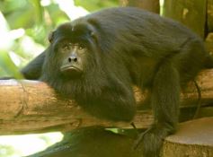 Foto de la galería: Güirá Oga, la Casa de los Pájaros
