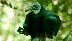 Foto de la galería: Güirá Oga, la Casa de los Pájaros