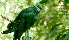 Foto de la galería: Güirá Oga, la Casa de los Pájaros