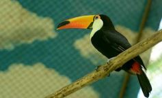 Foto de la galería: Güirá Oga, la Casa de los Pájaros