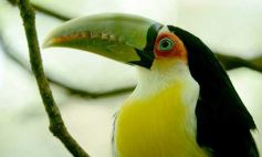 Foto de la galería: Güirá Oga, la Casa de los Pájaros