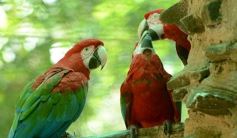 Foto de la galería: Güirá Oga, la Casa de los Pájaros