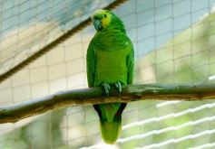 Foto de la galería: Güirá Oga, la Casa de los Pájaros