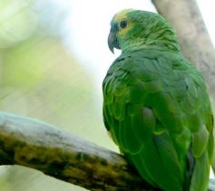 Foto de la galería: Güirá Oga, la Casa de los Pájaros