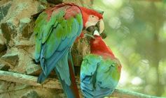 Foto de la galería: Güirá Oga, la Casa de los Pájaros