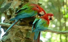 Foto de la galería: Güirá Oga, la Casa de los Pájaros