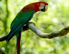 Foto de la galería: Güirá Oga, la Casa de los Pájaros