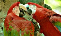 Foto de la galería: Güirá Oga, la Casa de los Pájaros