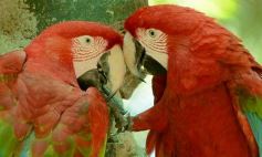 Foto de la galería: Güirá Oga, la Casa de los Pájaros