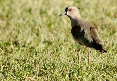 Foto de la galería: Jornada de golf para mujeres en el Tacurú