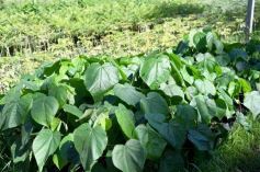 Foto de la galería: La Biofábrica por dentro