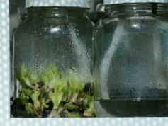 Foto de la galería: La Biofábrica por dentro