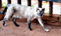 Foto de la galería: Rescate animal en Posadas