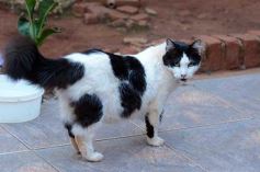 Foto de la galería: Rescate animal en Posadas