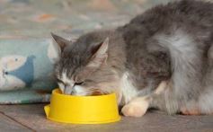 Foto de la galería: Rescate animal en Posadas