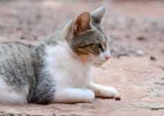 Foto de la galería: Rescate animal en Posadas