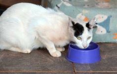 Foto de la galería: Rescate animal en Posadas