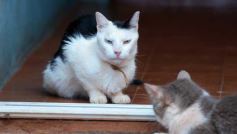 Foto de la galería: Rescate animal en Posadas