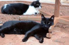 Foto de la galería: Rescate animal en Posadas