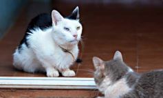 Foto de la galería: Rescate animal en Posadas