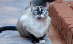 Foto de la galería: Rescate animal en Posadas