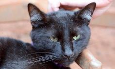 Foto de la galería: Rescate animal en Posadas