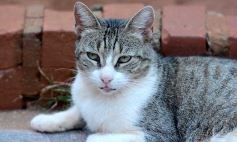 Foto de la galería: Rescate animal en Posadas