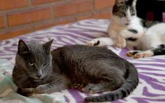 Foto de la galería: Rescate animal en Posadas