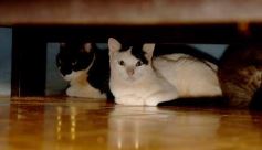 Foto de la galería: Rescate animal en Posadas