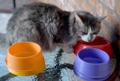 Foto de la galería: Rescate animal en Posadas