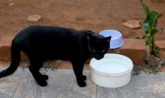 Foto de la galería: Rescate animal en Posadas