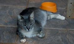 Foto de la galería: Rescate animal en Posadas