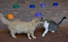 Foto de la galería: Rescate animal en Posadas