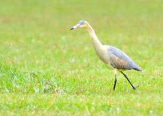 Foto de la galería: Copa El Territorio de Golf, un clásico del Tacurú