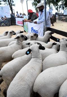 Foto de la galería: Campo, remate y encuentro en La Armonía