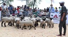 Foto de la galería: Campo, remate y encuentro en La Armonía