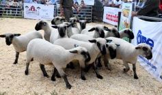 Foto de la galería: Campo, remate y encuentro en La Armonía