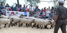 Foto de la galería: Campo, remate y encuentro en La Armonía