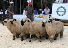 Foto de la galería: Campo, remate y encuentro en La Armonía