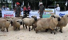 Foto de la galería: Campo, remate y encuentro en La Armonía