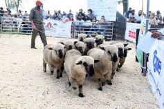 Foto de la galería: Campo, remate y encuentro en La Armonía