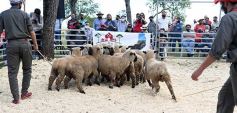 Foto de la galería: Campo, remate y encuentro en La Armonía