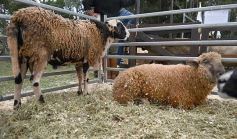 Foto de la galería: Campo, remate y encuentro en La Armonía