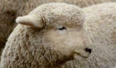 Foto de la galería: Campo, remate y encuentro en La Armonía