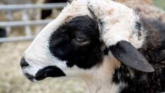 Foto de la galería: Campo, remate y encuentro en La Armonía