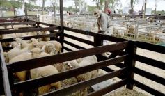 Foto de la galería: Campo, remate y encuentro en La Armonía