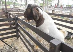 Foto de la galería: Campo, remate y encuentro en La Armonía