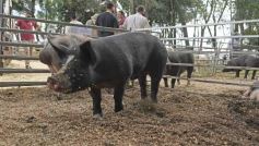 Foto de la galería: Campo, remate y encuentro en La Armonía