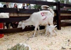 Foto de la galería: Campo, remate y encuentro en La Armonía